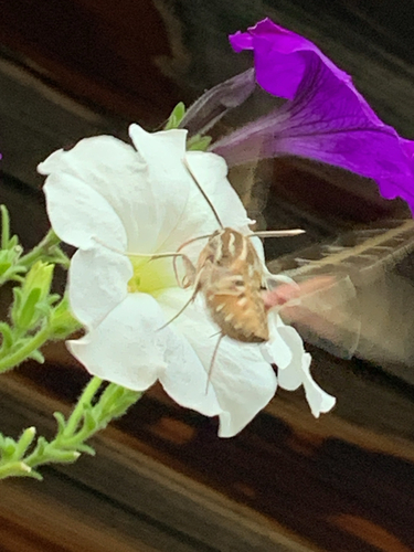 White-lined Sphinx