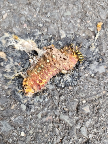 Imperial Moth