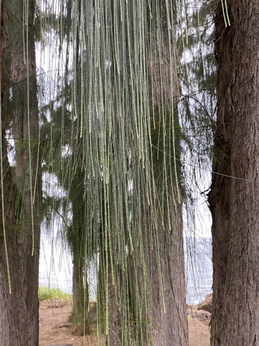 Casuarina equisetifolia, 2026-09-22