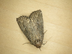 Condica mersa