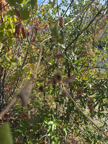 chaparral honeysuckle