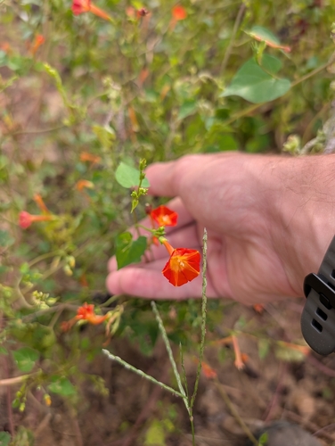 Ipomoea coccinea, photograph 4
