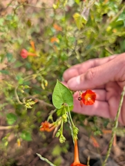 Ipomoea coccinea, photograph (c) James Weaver, some rights reserved (CC BY)