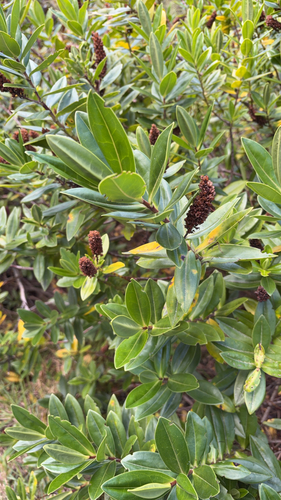 Veronica speciosa observed 2026-09-23