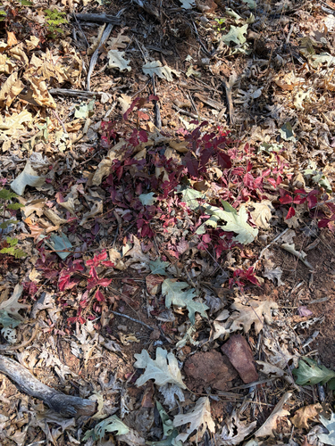 Pacific poison oak