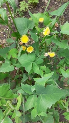 Sonchus