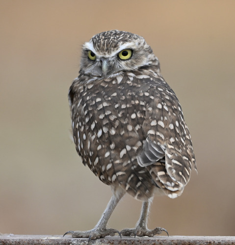 Burrowing Owl