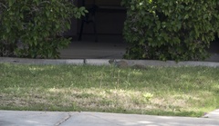 Otospermophilus variegatus