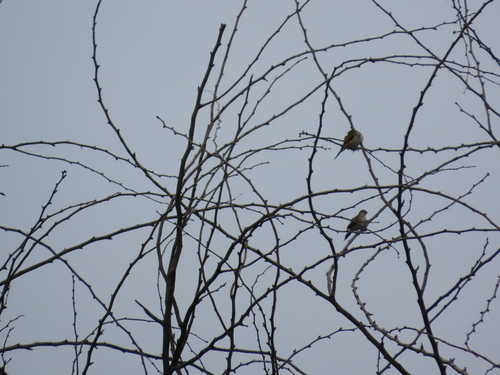 Indian Silverbill