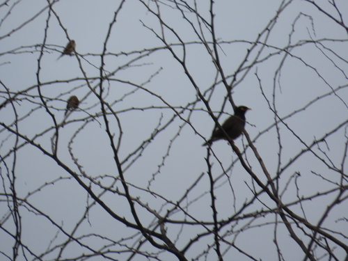 Common Myna