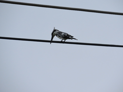 Pied Kingfisher