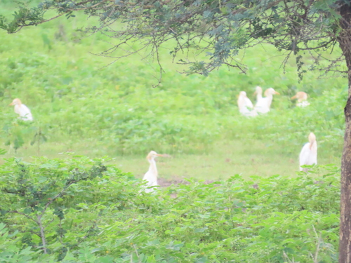Eastern Cattle-Egret