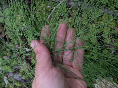 wood horsetail