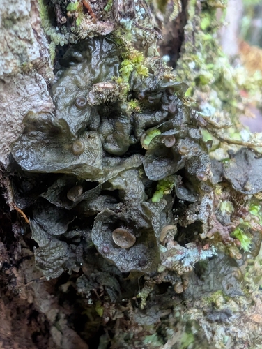 Jelly Lichen