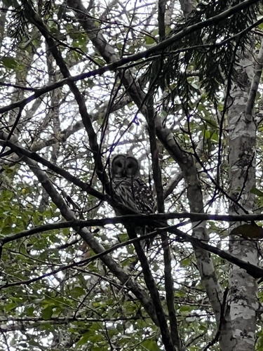 Barred Owl