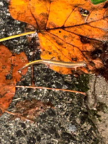 Northern Two-lined Salamander