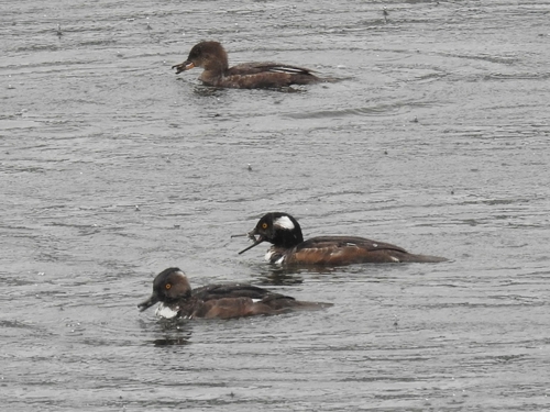Hooded Merganser