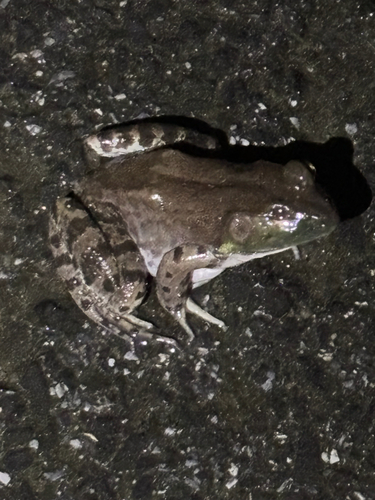American Bullfrog