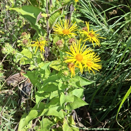 Elecampane