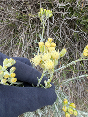 Senecio filaginoides