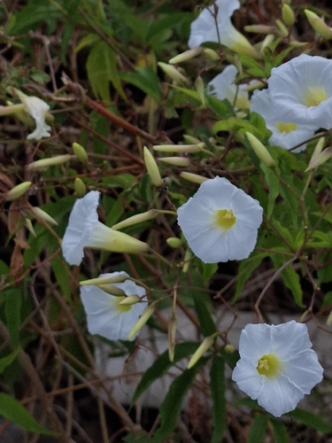 Distimake macrocalyx, photograph 1