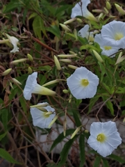 Distimake macrocalyx