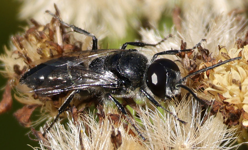 Astata unicolor photo 4