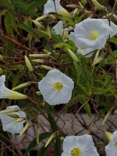 Distimake macrocalyx, photograph 2