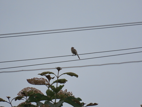 Large Grey Babbler