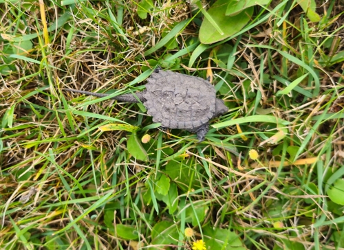 Common Snapping Turtle