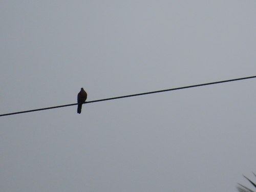 Spotted Dove
