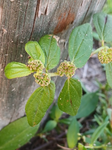 Euphorbia hirta