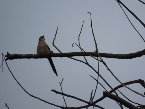 Common Babbler