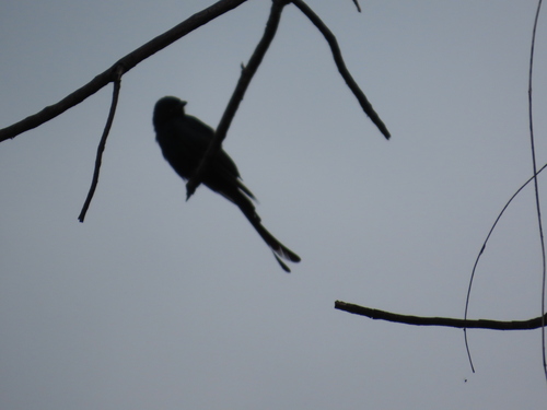 Black Drongo