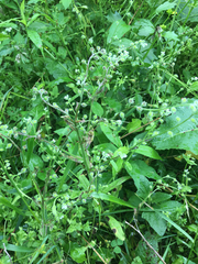 Myosotis macrosperma
