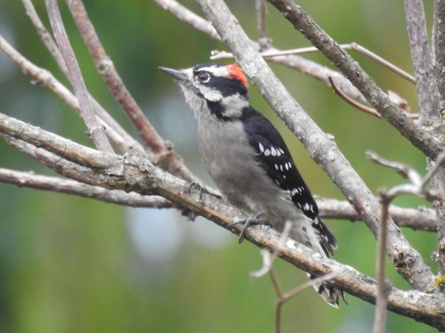 Downy Woodpecker