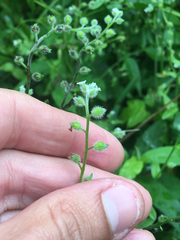 Myosotis macrosperma