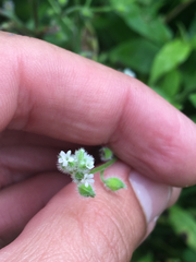 Myosotis macrosperma