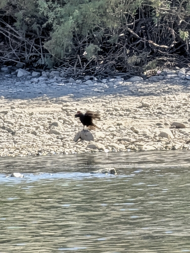Turkey Vulture