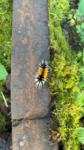 Spotted Tussock Moth