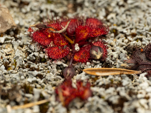 Drosera lowriei