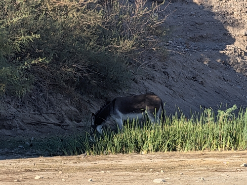 Donkey