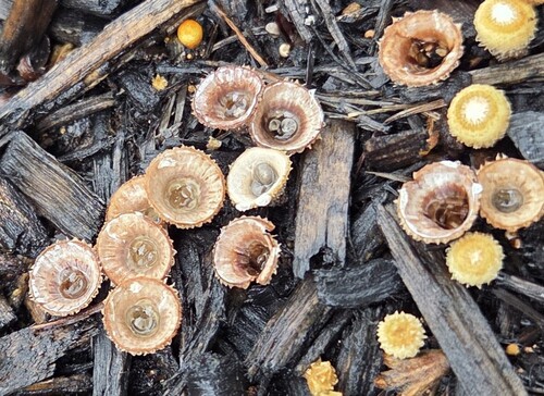 fluted bird's nest fungus