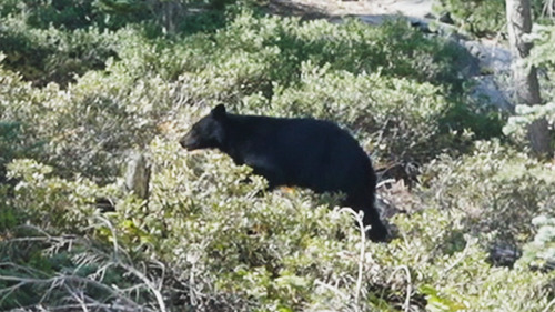 American Black Bear