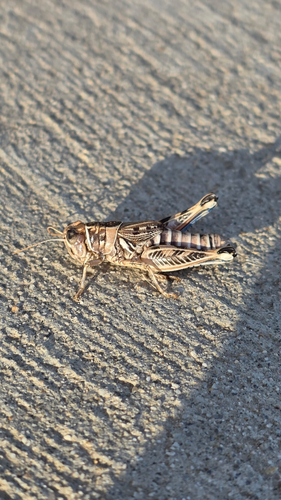Valley Grasshopper