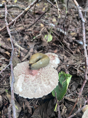 Pacific Banana Slug