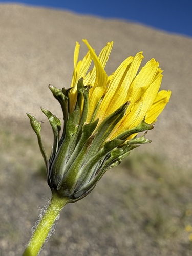 Taraxacum ceratophorum, photograph 2