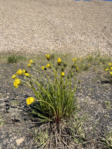 Taraxacum ceratophorum