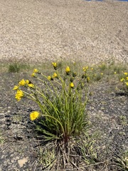 Taraxacum ceratophorum