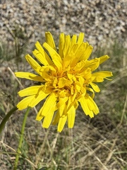 Taraxacum ceratophorum, photograph (c) Matt Berger, some rights reserved (CC BY)